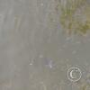 Parque Central pond with fish and turtles (3)