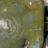 Parque Central pond with fish and turtles