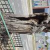 Tree stump sculpture on Av Vicente Rocafuerte at Benalcazar