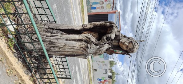 Tree stump sculpture on Av Vicente Rocafuerte at Benalcazar