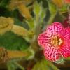 Jardin Botanico on El Moreta (15)