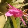 Jardin Botanico on El Moreta (16)