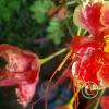 Jardin Botanico on El Moreta (18)