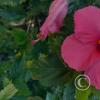 Jardin Botanico on El Moreta (20)