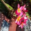 Jardin Botanico on El Moreta (3)