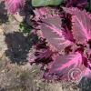 Jardin Botanico on El Moreta (4)