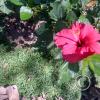 Jardin Botanico on El Moreta (6)