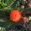 Jardin Botanico on El Moreta (7)