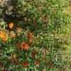 Jardin Botanico on El Moreta (8)