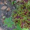 Jardin Botanico on El Moreta (9)