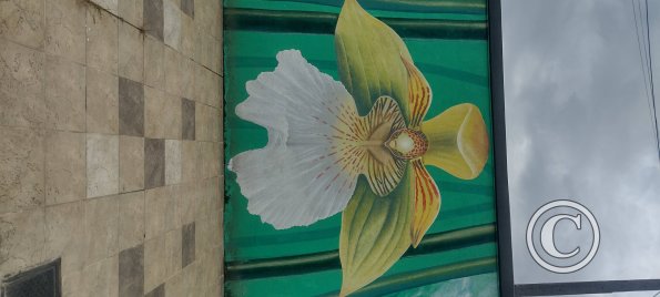 Mural on Mayor Rene Ulloa near Luis Imaicela (11)