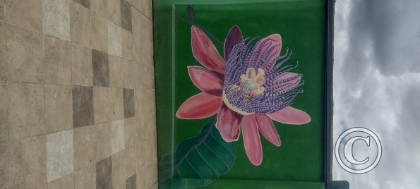 Mural on Mayor Rene Ulloa near Luis Imaicela (13)