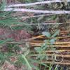 Jardin Botanico - El Gato - 1km past the river from downtown (12)