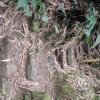 Jardin Botanico - El Gato - 1km past the river from downtown (16)