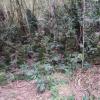 Jardin Botanico - El Gato - 1km past the river from downtown (17)