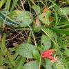 Jardin Botanico - El Gato - 1km past the river from downtown (19)