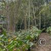 Jardin Botanico - El Gato - 1km past the river from downtown (23)