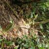Jardin Botanico - El Gato - 1km past the river from downtown (27)