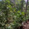 Jardin Botanico - El Gato - 1km past the river from downtown (28)