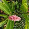 Jardin Botanico - El Gato - 1km past the river from downtown (7)