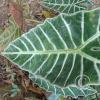 Jardin Botanico - El Gato - 1km past the river from downtown (9)