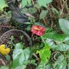 Jardin Botanico - El Gato - 1km past the river from downtown