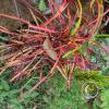 Jardin Botanicoo - El Gato - 1km past the river from downtown (4)