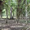 Lineal Park