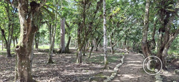 Lineal Park