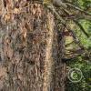 Cacao on trees (2)