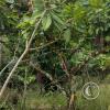 Cacao on trees (3)