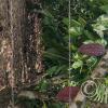 Cacao on trees