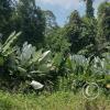Jungle at Parque Ecologico Puerto Quito
