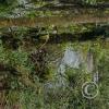 Puyo River (4)