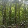 jungle (2)