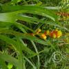 jungle (6)
