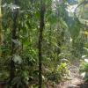 jungle (8)