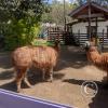 Llamas at the Mitad del Mundo tourist site, not the real equator location