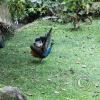 img_1010_17902967451_o