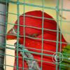 img_1024_17716580109_o