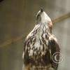 img_1080_17287340024_o