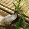 img_1118_17911384831_o
