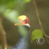 img_1156_17912239021_o