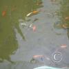 img_1183_17724673970_o