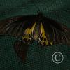 img_1226_17725725808_o