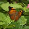 img_1229_17887246606_o
