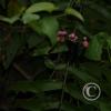img_1232_17725837618_o