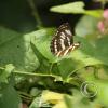 img_1236_17913761295_o