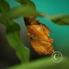 img_1238_17291218164_o