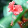 img_1261_17914459395_o